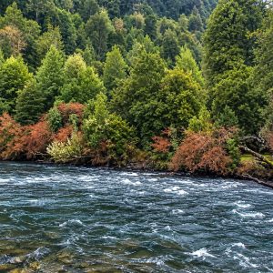 Venta campo 120 Ha: 50 Ha Agrícolas, 70 Ha de Bosque Nativo, Río y Vistas a Lagos y Volcanes full