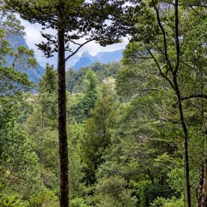 Venta campo 120 Ha: 50 Ha Agrícolas, 70 Ha de Bosque Nativo, Río y Vistas a Lagos y Volcanes full