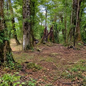 Venta campo 120 Ha: 50 Ha Agrícolas, 70 Ha de Bosque Nativo, Río y Vistas a Lagos y Volcanes full