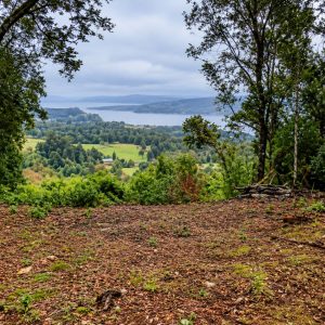 Venta campo 120 Ha: 50 Ha Agrícolas, 70 Ha de Bosque Nativo, Río y Vistas a Lagos y Volcanes full
