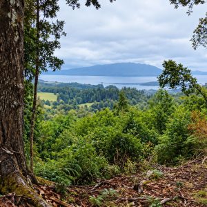 Venta campo 120 Ha: 50 Ha Agrícolas, 70 Ha de Bosque Nativo, Río y Vistas a Lagos y Volcanes full
