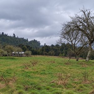Venta campo 120 Ha: 50 Ha Agrícolas, 70 Ha de Bosque Nativo, Río y Vistas a Lagos y Volcanes full