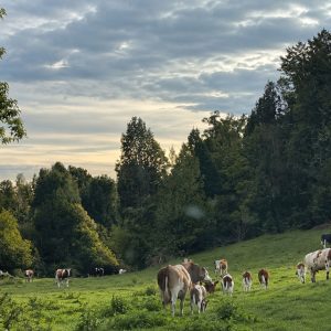 Venta campo 120 Ha: 50 Ha Agrícolas, 70 Ha de Bosque Nativo, Río y Vistas a Lagos y Volcanes full