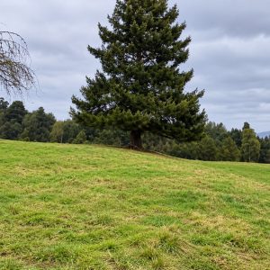 Venta campo 120 Ha: 50 Ha Agrícolas, 70 Ha de Bosque Nativo, Río y Vistas a Lagos y Volcanes full