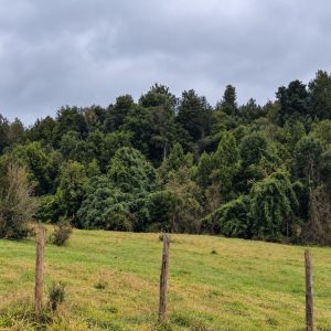 Venta campo 120 Ha: 50 Ha Agrícolas, 70 Ha de Bosque Nativo, Río y Vistas a Lagos y Volcanes full
