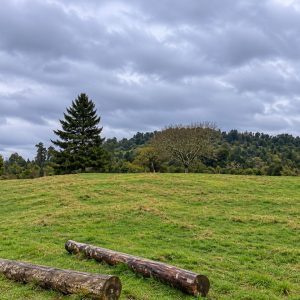 Venta campo 120 Ha: 50 Ha Agrícolas, 70 Ha de Bosque Nativo, Río y Vistas a Lagos y Volcanes full