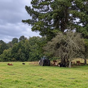 Venta campo 120 Ha: 50 Ha Agrícolas, 70 Ha de Bosque Nativo, Río y Vistas a Lagos y Volcanes full