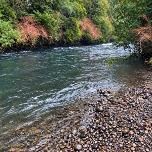 Venta campo 120 Ha: 50 Ha Agrícolas, 70 Ha de Bosque Nativo, Río y Vistas a Lagos y Volcanes full
