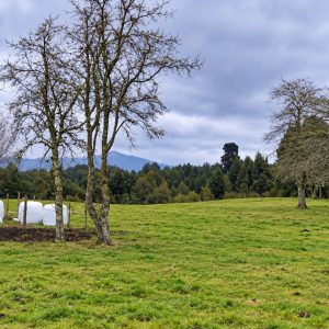 Venta campo 120 Ha: 50 Ha Agrícolas, 70 Ha de Bosque Nativo, Río y Vistas a Lagos y Volcanes full
